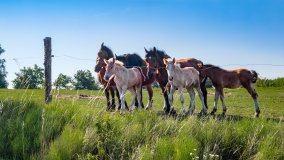 Wejdyki - zdjęcie 23