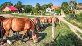 Wejdyki - zdjęcie 22