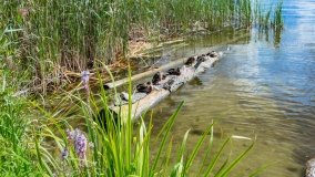 Bartlewo - zdjęcie 16