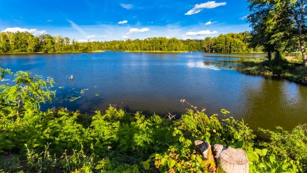 Guzianka Wielka - zdjęcie 16