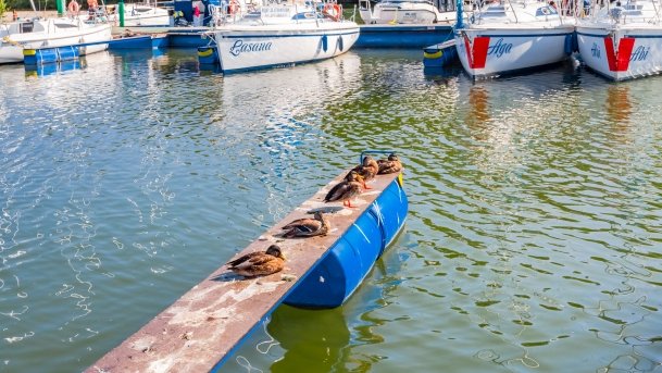 Port u Faryja - zdjęcie 22