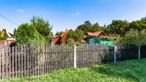 Wiartel Mały - zdjęcie 18