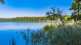 Wiartel Mały - zdjęcie 12