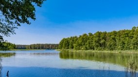 Wiartel Mały - zdjęcie 11