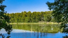 Wiartel Mały - zdjęcie 10