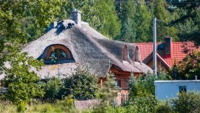 Wiartel Mały - zdjęcie 9