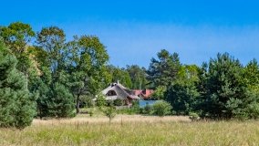 Wiartel Mały - zdjęcie 8