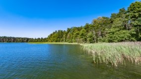 Wiartel Mały - zdjęcie 5