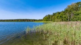 Wiartel Mały - zdjęcie 3