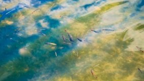 jezioro Śniardwy - zdjęcie 184