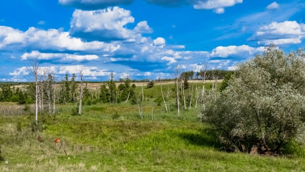 Dziubele - zdjęcie 32