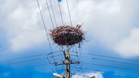 Wejsuny - zdjęcie 43