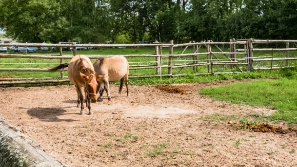 Muzeum w Popielnie, Stacja Badawcza - zdjęcie 24