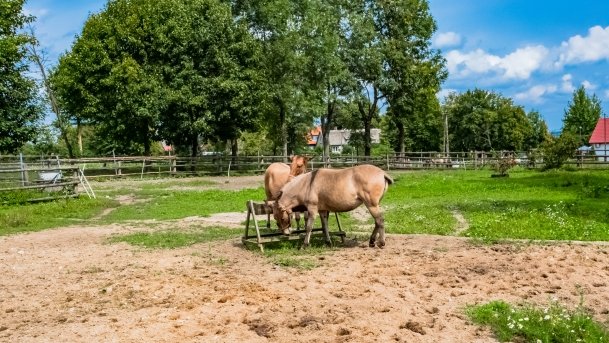 Muzeum w Popielnie, Stacja Badawcza - zdjęcie 13
