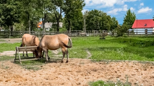 Muzeum w Popielnie, Stacja Badawcza - zdjęcie 12