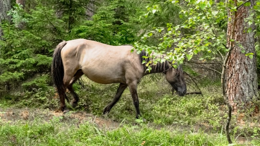 Popielno - zdjęcie 1