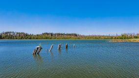 Jabłoń - zdjęcie 10