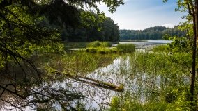 Jasieniec - zdjęcie 15