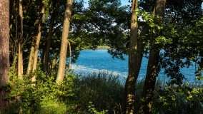 Jasieniec - zdjęcie 11