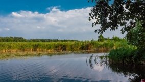 Jasieniec - zdjęcie 9