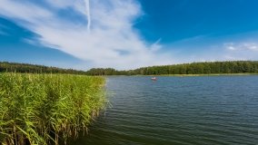 Jasieniec - zdjęcie 8