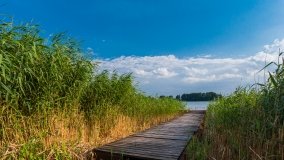 Jasieniec - zdjęcie 2