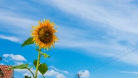 Jeziorowskie - zdjęcie 42