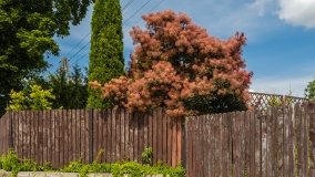 Inulec - zdjęcie 22