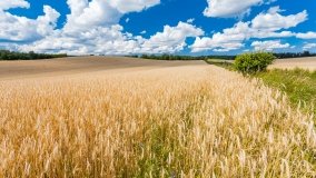 Śniadowo - zdjęcie 13