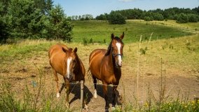 Probark - zdjęcie 6