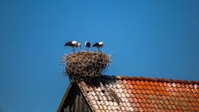 Bielskie - zdjęcie 14