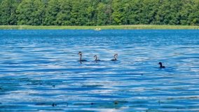 Jezioro Olecko Wielkie - zdjęcie 6