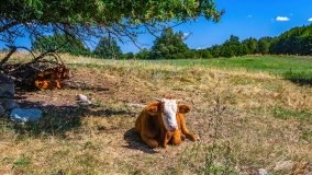 Maradki - zdjęcie 15