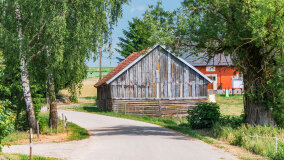 Paprotki - zdjęcie 26