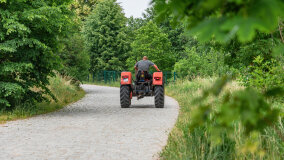 Paprotki - zdjęcie 11