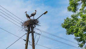 Paprotki - zdjęcie 9