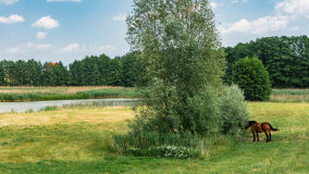 Paprotki - zdjęcie 2