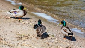 Przystań Mamerki - zdjęcie 22