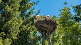 Kietlice - zdjęcie 54