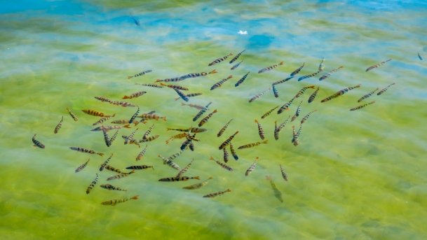 Przystań Kietlice - zdjęcie 42