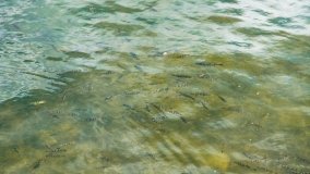 Stanica Wodna Kietlice - zdjęcie 16