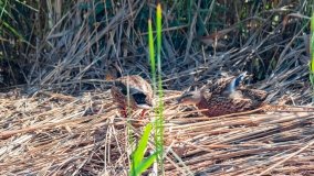 jezioro Kirsajty - zdjęcie 57