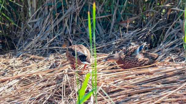 Kirsajty - zdjęcie 54