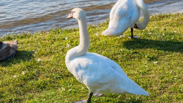 Przystań Jachtowa Guzianka - zdjęcie 8