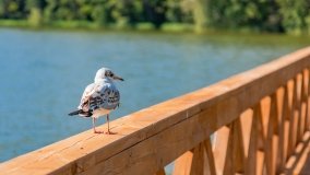 Przystań C.S. Diabla Góra - zdjęcie 9