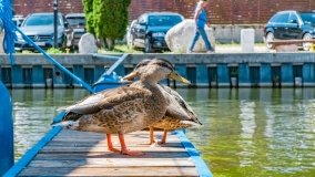 Port u Faryja - zdjęcie 41