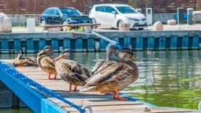 Port u Faryja - zdjęcie 40