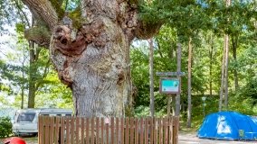 Przystań Pod Dębem - zdjęcie 35