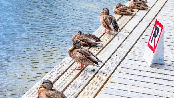 Port Popielno - zdjęcie 20