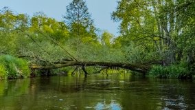 Spływ kajakowy - rzeka Lega - zdjęcie 6